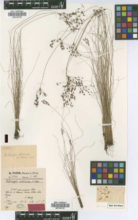 Bulbostylis holotricha Peter [type]