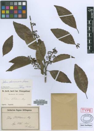 Ilex oldhamii Miq.
