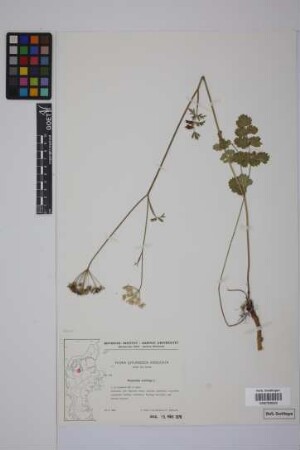 Pimpinella saxifraga L.