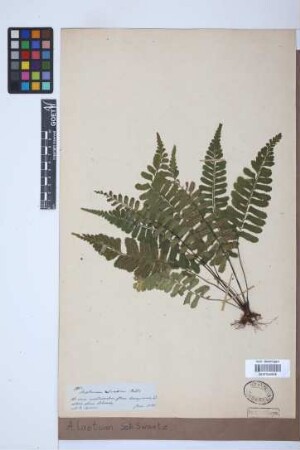 Asplenium laetum