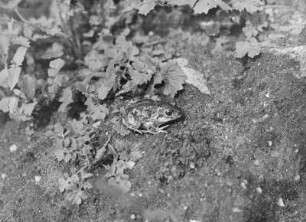 Knoblauchkröte : Knoblauchkröte (Pelobates fuscus Laurenti).