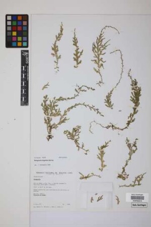 Selaginella flagellata Spring