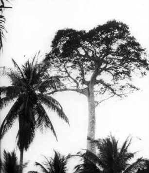 Bata, Kapolzbaum