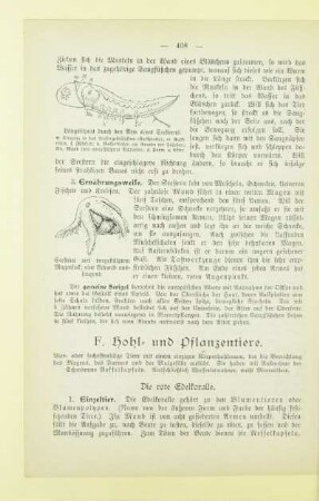 F. Hohl- und Pflanzentiere