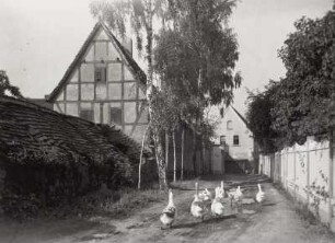 Mölkau. Gehöft. Zufahrt mit Gänseschar