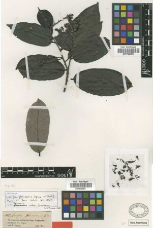 Couepia glaucescens Spruce ex Hook. f. [isotype]
