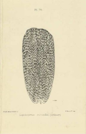 Plate LXXIV. Scale of Lepidocyrtus curvicollis.