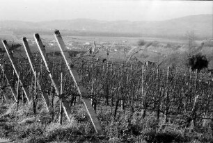 Merdingen: Wege am Tuniberg im November bei Merdingen