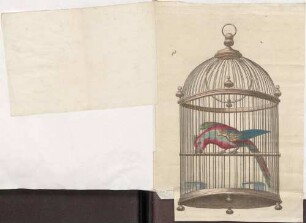 Druck eines Papageis im Käfig, von Hand koloriert.