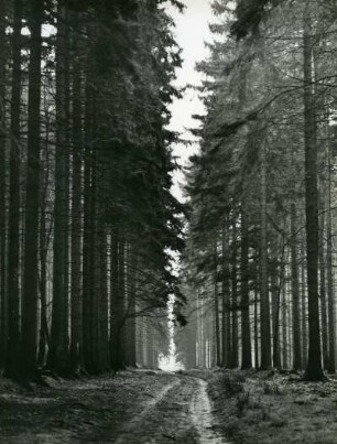 Ein Waldweg im Sachsenwald, einem gemeindefreien Gebiet Schleswig-Holstein. Er ist der Rest eines riesigen Urwaldes, bestehend vorwiegend aus Eichen und Buchen sowie Nadelgehölzen, der sich von der Ostsee bis nach Niedersachsen erstreckte. Kaiser Wilhelm I. schenkte Otto von Bismarck am 24. Juni 1871 den Sachsenwald in Anerkennung seiner Verdienste um die Reichsgründung. Der Wald befindet sich heute noch überwiegend im Besitz seiner Nachfahren. Im Jahr 2003 erwarb der Reeder Eberhard von Rantzau ein Drittel des Sachsenwalds von der Familie von Bismarck.