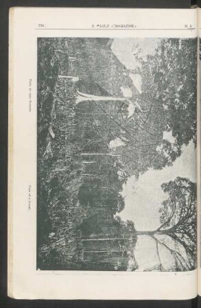 [Fotogravura da] Vista de uma floresta.
