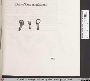 Dentes Vituli unius Mensis.