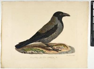 Corcus Cornix. Linn. Die Nebelkrähe. Mas. - Nebelkrähe. Corvus Cornix; mas. - Zeichner und Stecher: Ambrosius Gabler