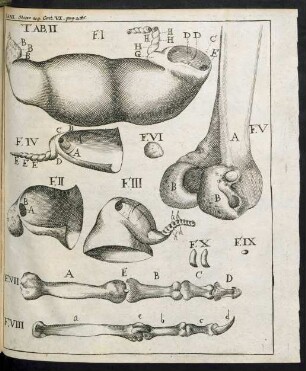 Tab.VI. (Tab. II.) zu Observ. 29
