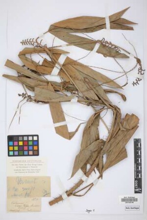 Calamus
