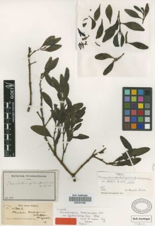 Phoradendron tetrastachyum Griseb. var. spathulifolium Griseb.[holotype]