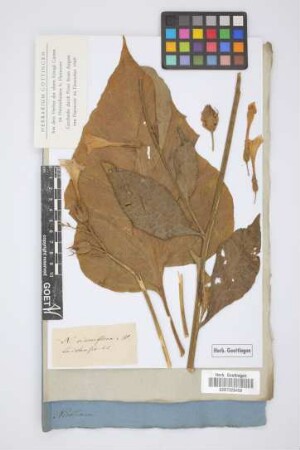 Nicotiana vincaeflora