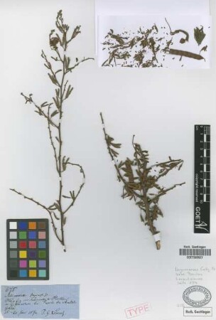 Mimosa farinosa Griseb.