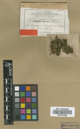 Fissidens treubii M.Fleisch. [isotype]