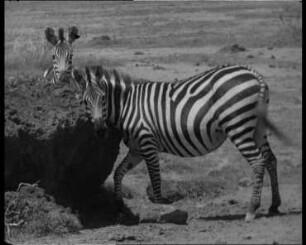 Equus quagga (Equidae) - Hautpflegeverhalten