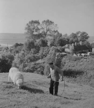 Bei Polchow. Der Klosterberg, Mann mit Schaf