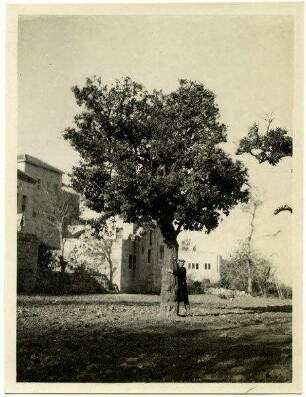 Bittre Apfelsinenäume. Citrus Bigaradia