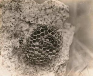Europa. Feldwespen (Polistinae) am Nest