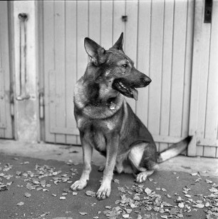 Fernsehauftritt des Polizeihundes "Ex" der Schutzpolizei Karlsruhe.
