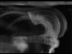 Southern North See Comb Jellies and Their Interspecific Relations