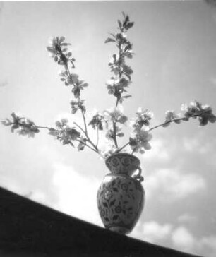 Blüten in Vasen. Blühende Zweige in einer bauchigen Vase gegen Himmel