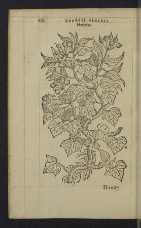 Hedera.