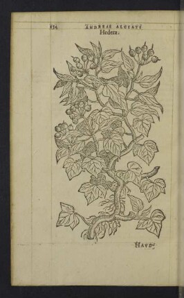 Hedera.