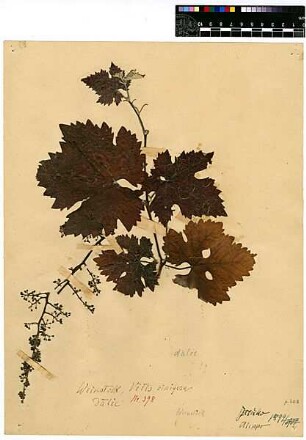 Vitaceae Vitis vinifera Linné, Carl von (1707 - 1778) [Aleppo, Halab, Haleb]