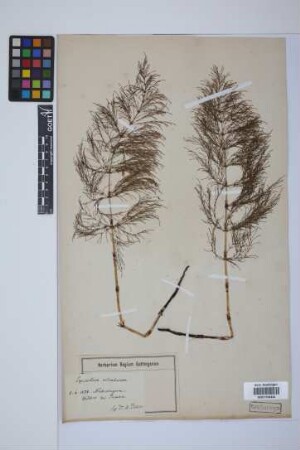 Equisetum sylvaticum L.