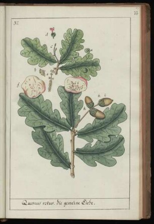 37. Quercus robur, die gemeine Eiche