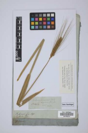 Triticum Zea Host.