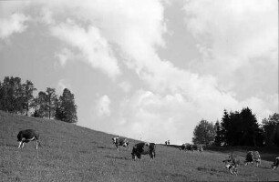 Weidende Kühe auf einer Wiese bei Hinterzarten