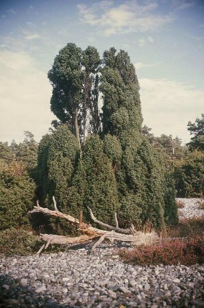 Bei Neu Mukran. Naturschutzgebiet Schmale Heide: Wacholder in den Feuersteinfeldern
