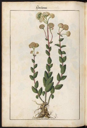 Fette henne : Fette henne (Hylotelephium telephium) fol. 179 verso aus: Kentmann, Johann: Kreutterbuch. 1563. Dresden: SLUB Mscr.Dresd.B.71