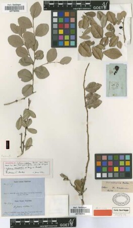 Xylosma buxifolium A.Gray ex Griseb.
