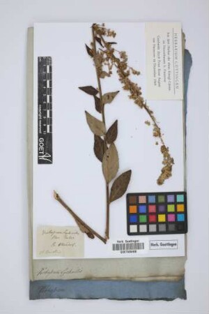 Verbascum lychnitis