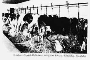 Ortsfeste Doppel-Melkeimer-Anlage im Einsatz (Westfalia)