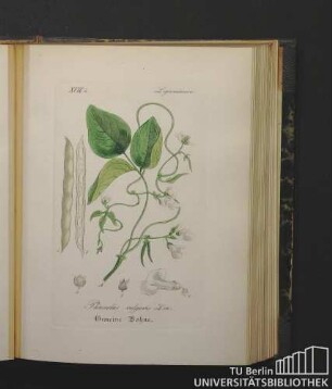 Leguminosae. Phaseolus vulgaris Lin. Gemeine Bohne.