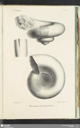 Pl. 204