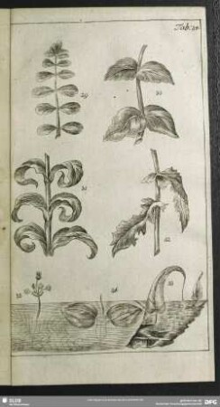 Tab. 34.