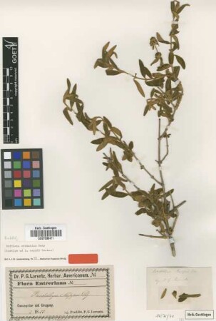 Buddleja nappii Lorentz [isotype]