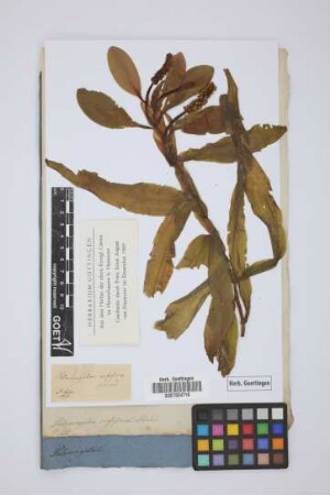 Potamogeton rufescens Schrad.