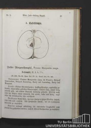 Nr. 1. Rother Margarethenapfel, Pomme Marquerite rouge.