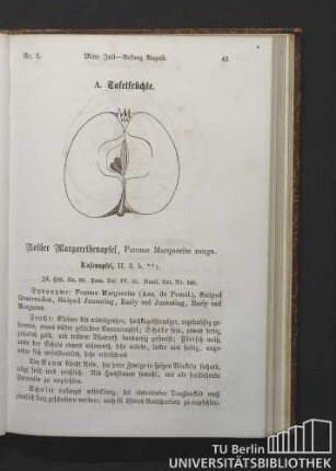 Nr. 1. Rother Margarethenapfel, Pomme Marquerite rouge.