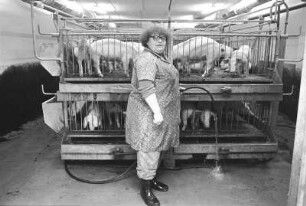 Landleben. Schweinestall